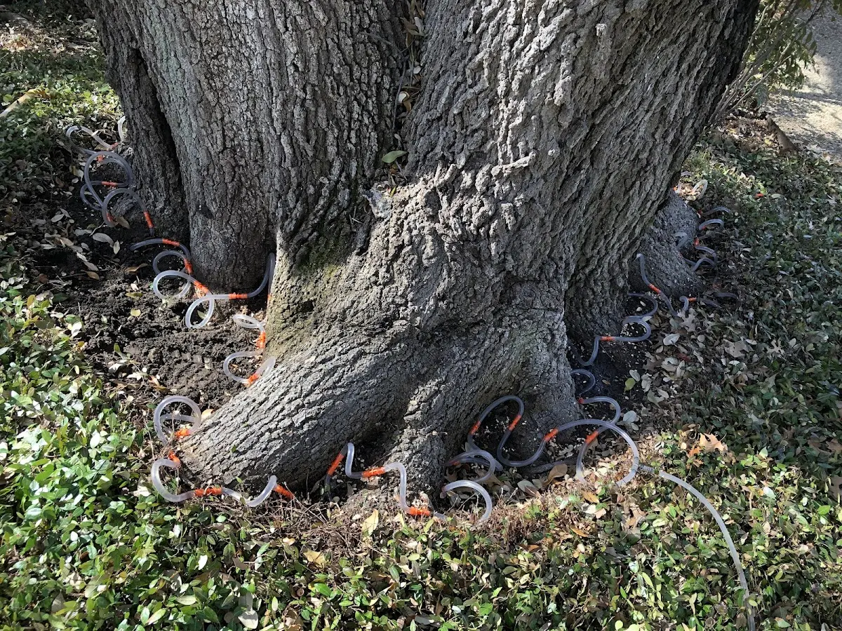 Detailed Tree Cabling and Bracing job site in Little Valley
