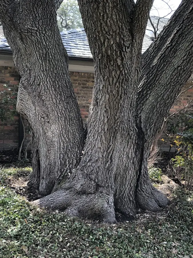 Mature heritage tree close to a Little Valley property cared for by certified arborists
